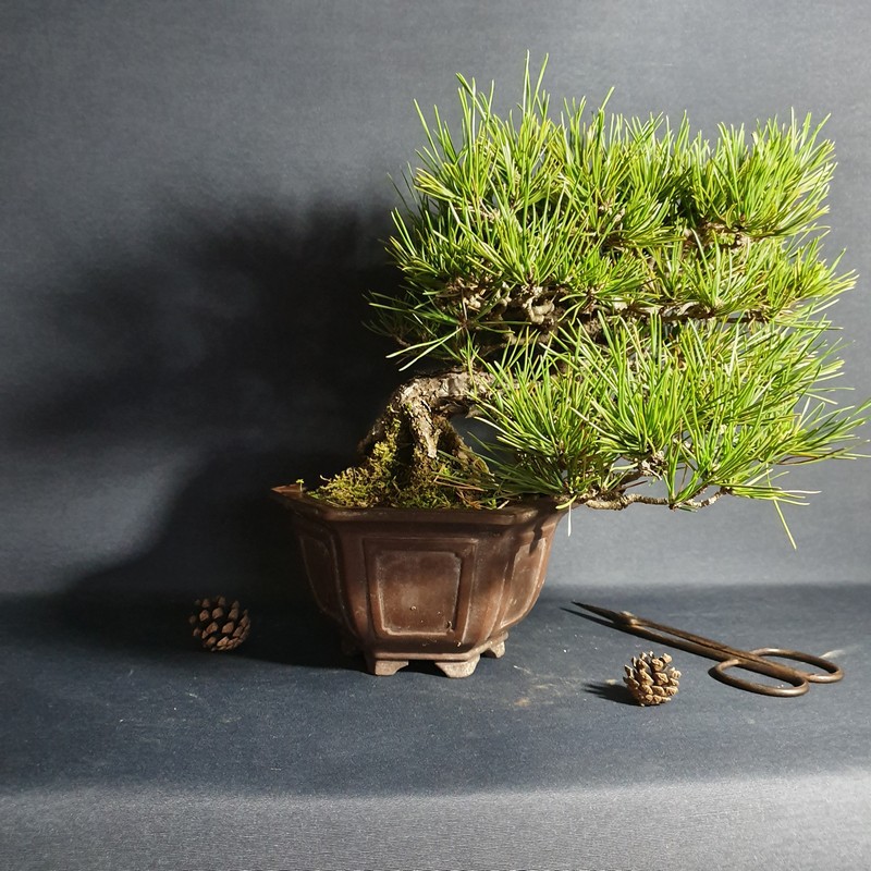 中品盆栽】六角盆型--半懸崖黑松13cm {松菓先生} | 蝦皮購物