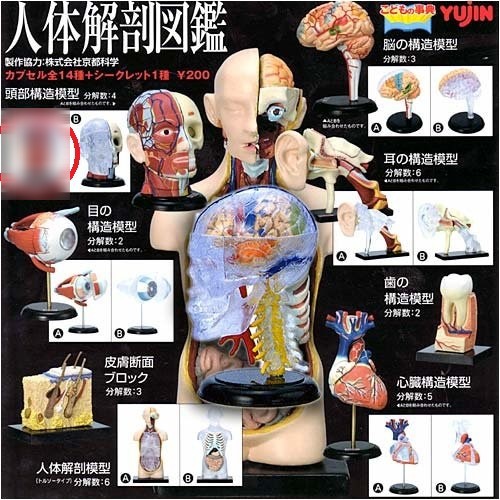 ガシャポン 人体解剖図鑑 シークレット 神経解剖頭骨 Yujin（新品 