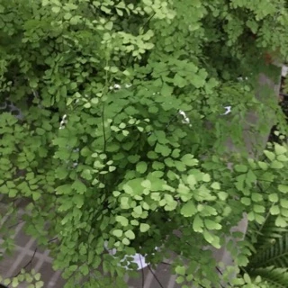 觀葉��植物：蕨類（鐵線蕨）