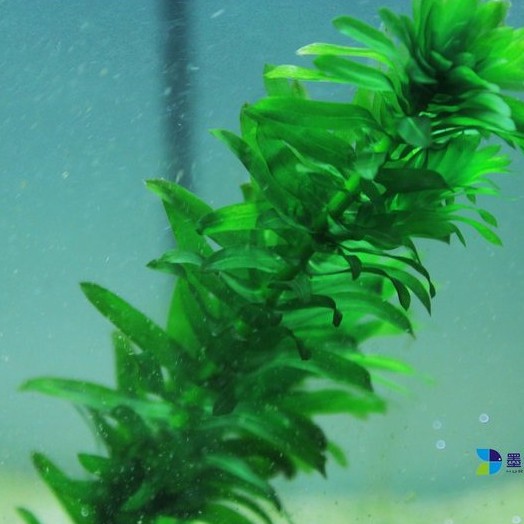 @墨耘水草@ 水蘊草(水中葉) 1株/2元 後景 耐熱 不需CO2 陰性草 新手級 水族