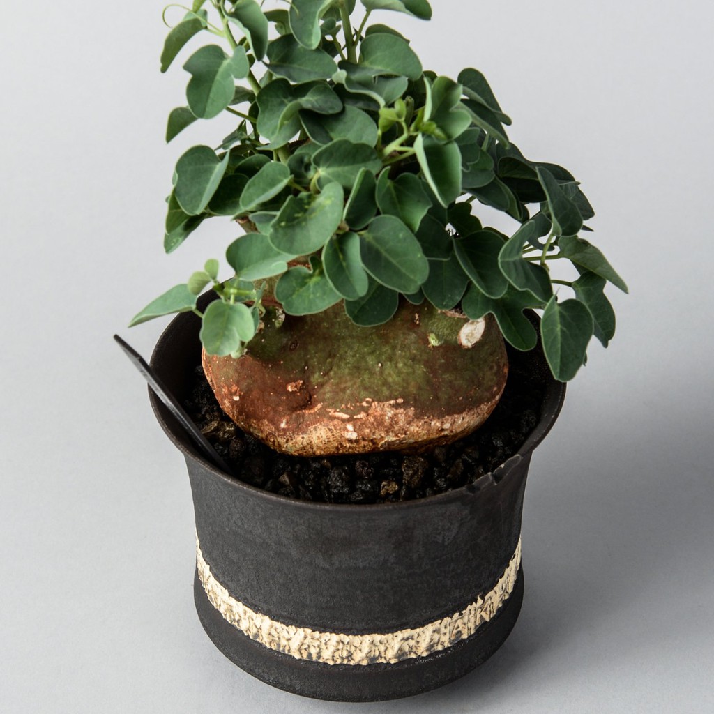 GOUJIN × BOTANIZE pot ゴウジン ボタナイズ 鉢 - 植物/観葉植物
