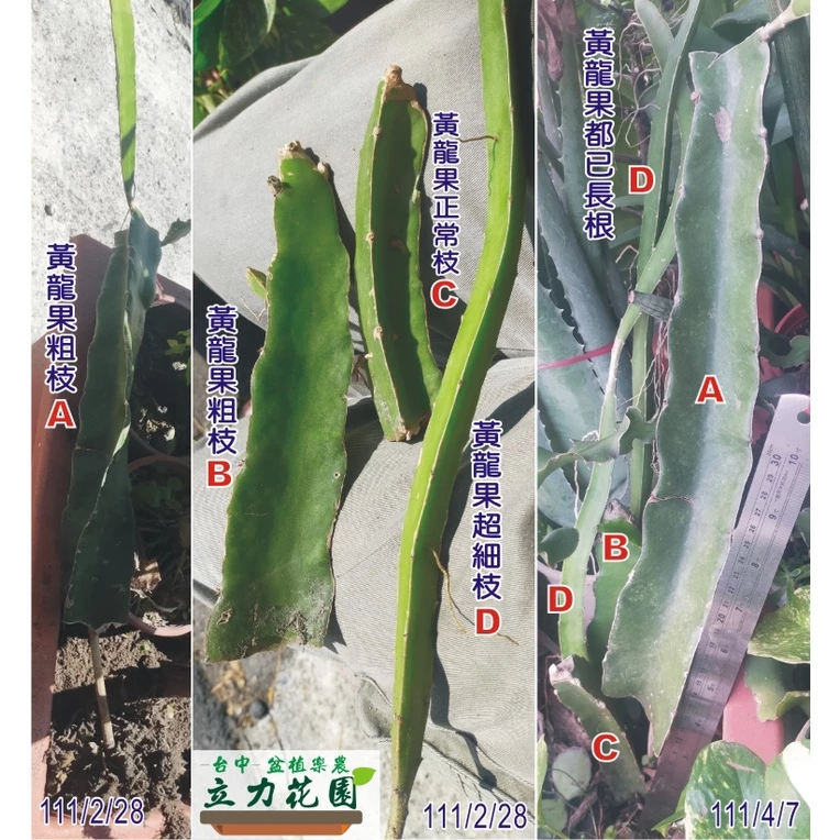 泰國黃龍果60公分長枝條，黃皮白肉金龍果麒麟果有根阡插枝條樹苗