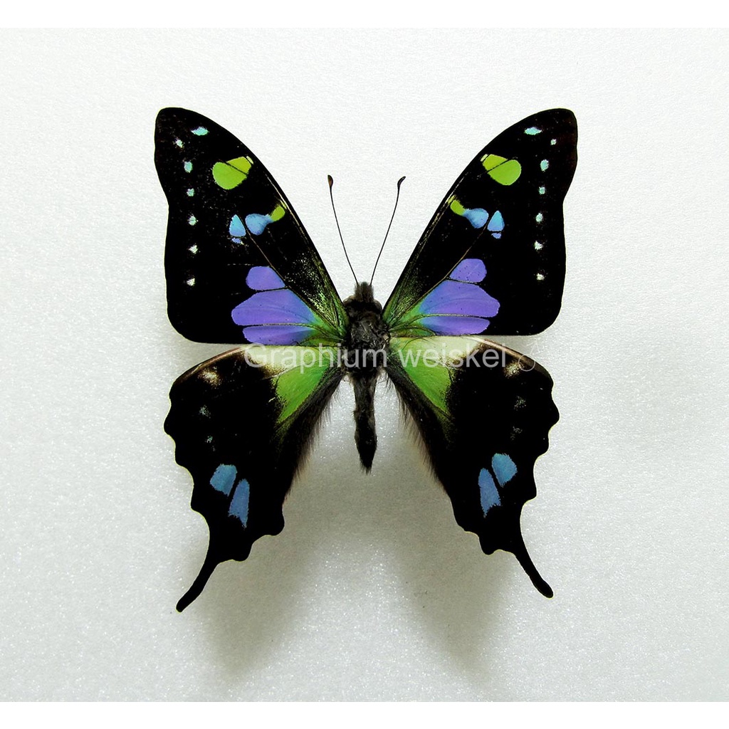 蟲新發現╭○-○╮蝴蝶標本A1 ~ 紫斑鳳蝶 ♂ 展翅5~6CM 產地：印尼 巴布亞