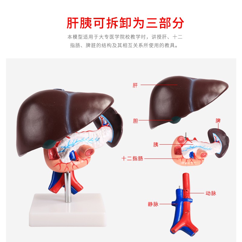 肝臟模型肝臟教具 醫學用肝解刨模型 胰 脾 十二指腸胰腺結構模型 | 蝦皮購物