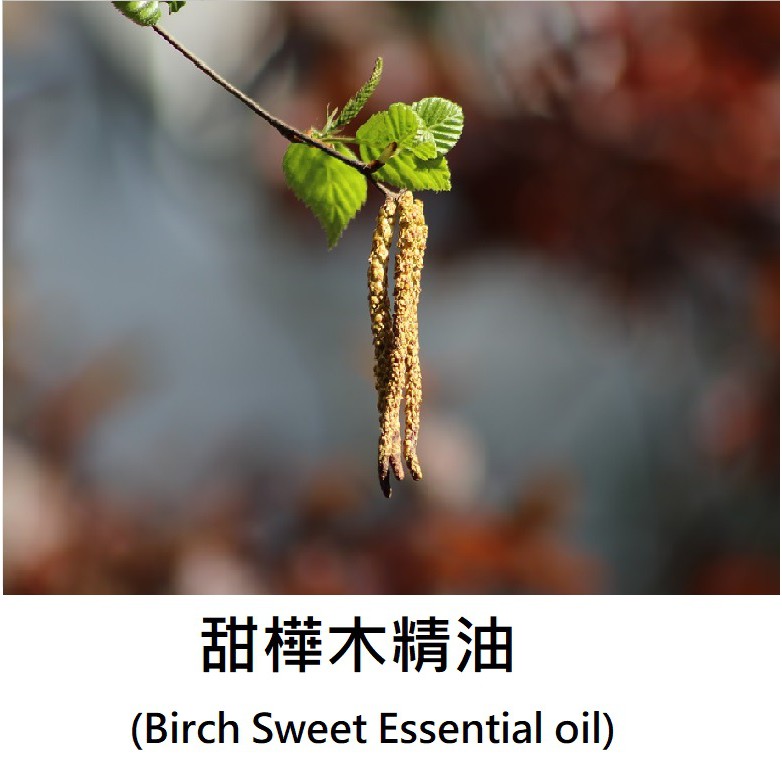 Birch (Sweet) Essential Oil