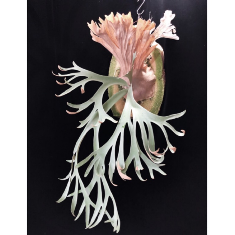 P.willinckii Wild Indonesia # 02(鹿角蕨上板、爪哇鹿角蕨、文青植物