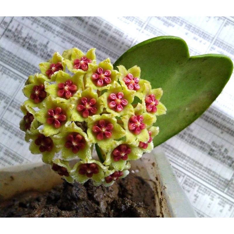 獨家:含 花梗 開花株。實拍圖】心葉毬蘭。夏季直接持續開花。售如實拍圖：圖789。 | 蝦皮購物