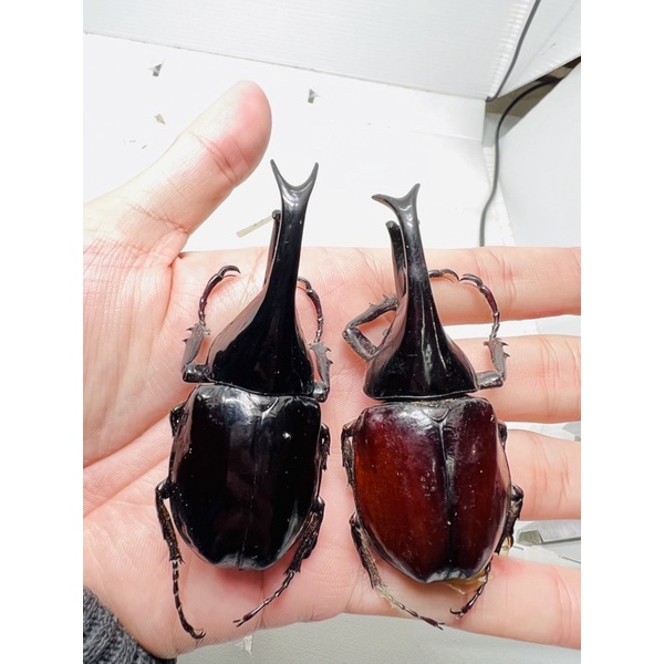 昆蟲標本（死的非活體） A2 有缺有損便宜出巨無霸姬兜Xylotrupes