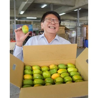 【快樂農夫】三地門 自產自銷 40年老欉 在欉黃 鮮採 芒果 土芒果 【現貨現採】季節限定 當季鮮果