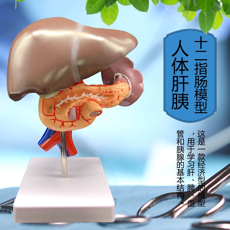 ♥ 肝胰十二指腸模型肝臟模型膽囊模胰腺模型消化系統病新疆西藏專鏈 | 蝦皮購物