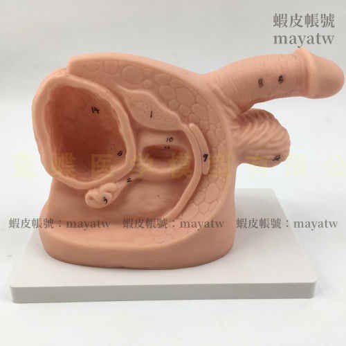MD-B_0361)生殖器及導尿模型男性內外生殖器解剖模型簡易導尿模型