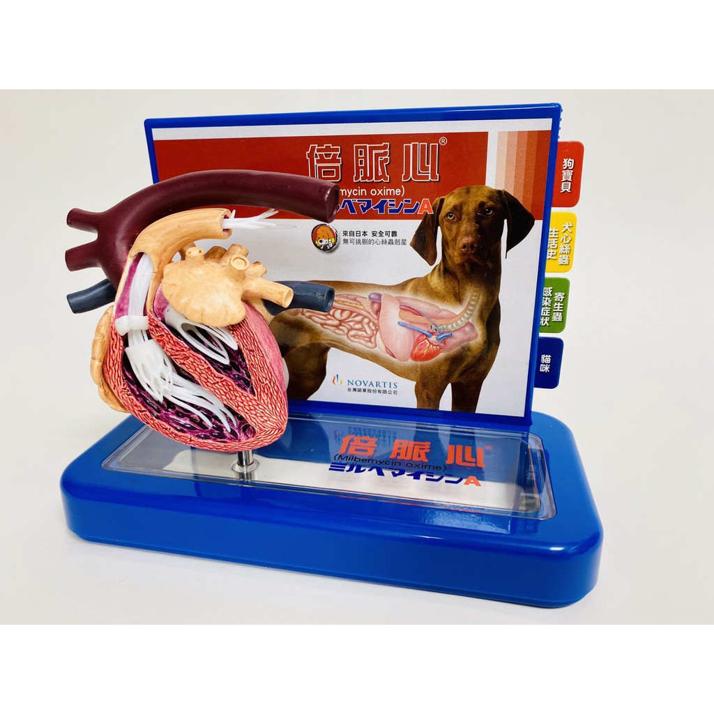 狗心絲蟲 心臟解剖模型 Canine Heartworm Model | 蝦皮購物