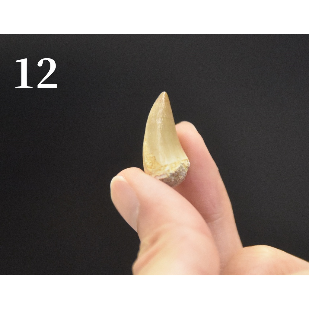 【滄龍】真品 Mosasaur 滄龍牙4 牙齒化石 白堊紀 爬蟲類 自然科學 恐龍 | 蝦皮購物