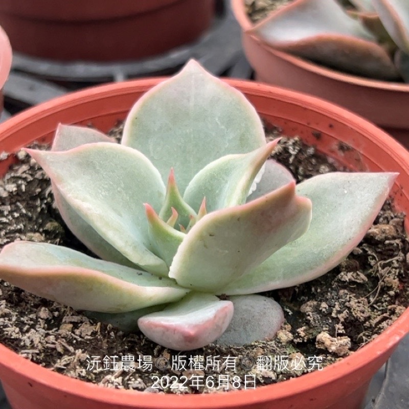 沅鈺農場多肉植物馬迪巴/餃子皮| 蝦皮購物