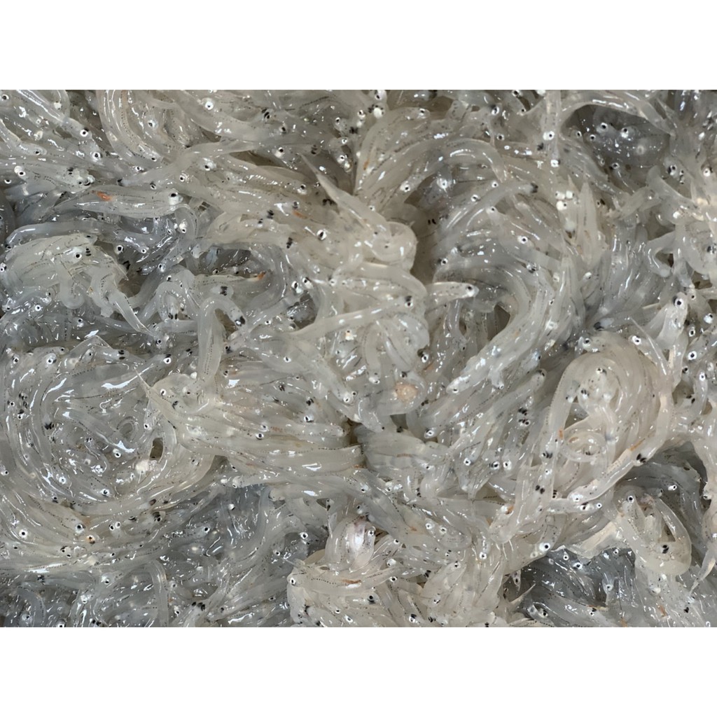 【大船入港】特A生凍魩仔魚(吻仔魚) | 蝦皮購物