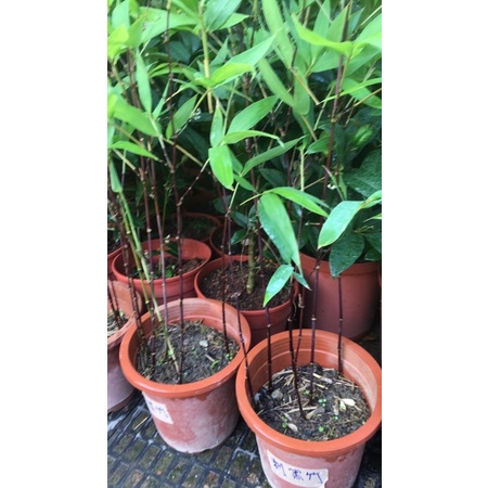 霏霏園藝刺紅黑竹.7吋盆. 900元 | 蝦皮購物