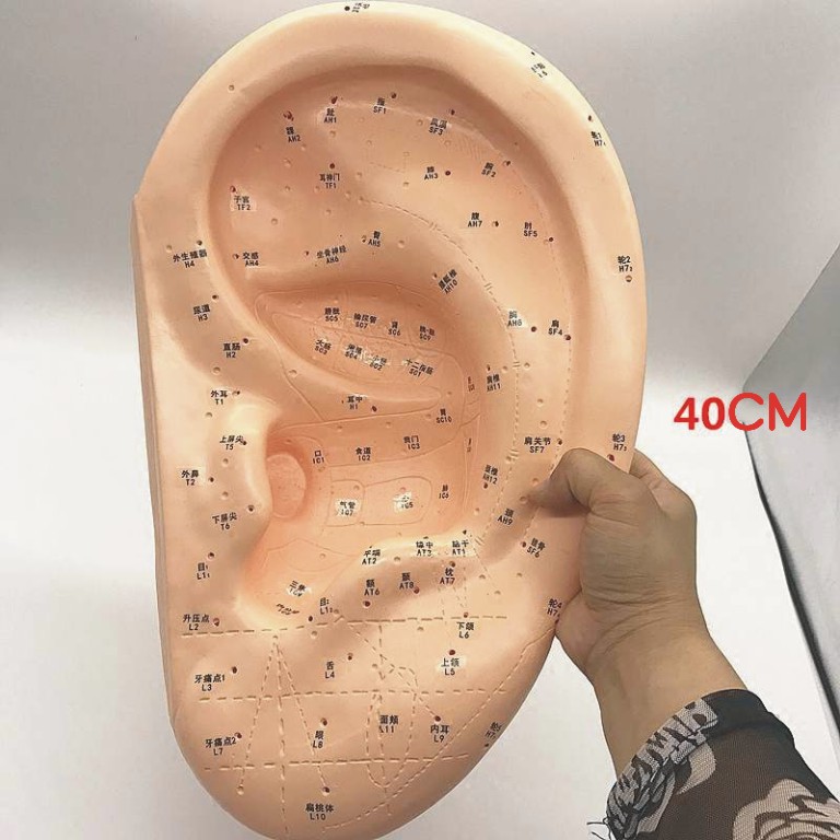 可開發票40cm大號耳穴按摩模型針灸耳模耳穴(部)反射區模型標準耳朵穴位 