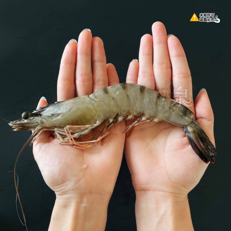 蝦拚美食市集】黑鑽大虎蝦8P 300g±5%/盒| 蝦皮購物