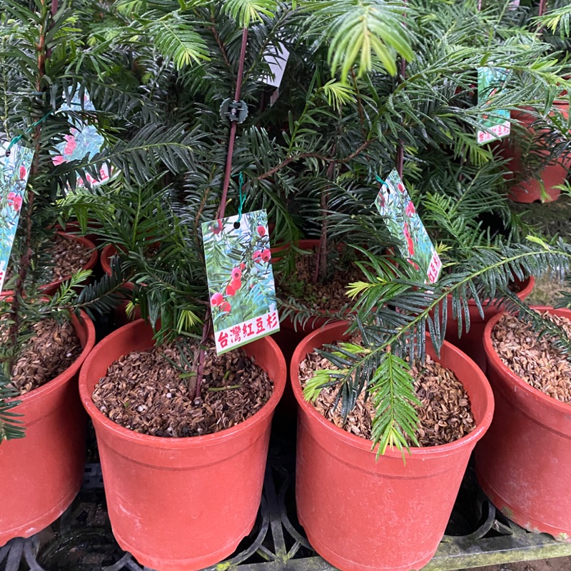 紅豆杉 【公式通販】