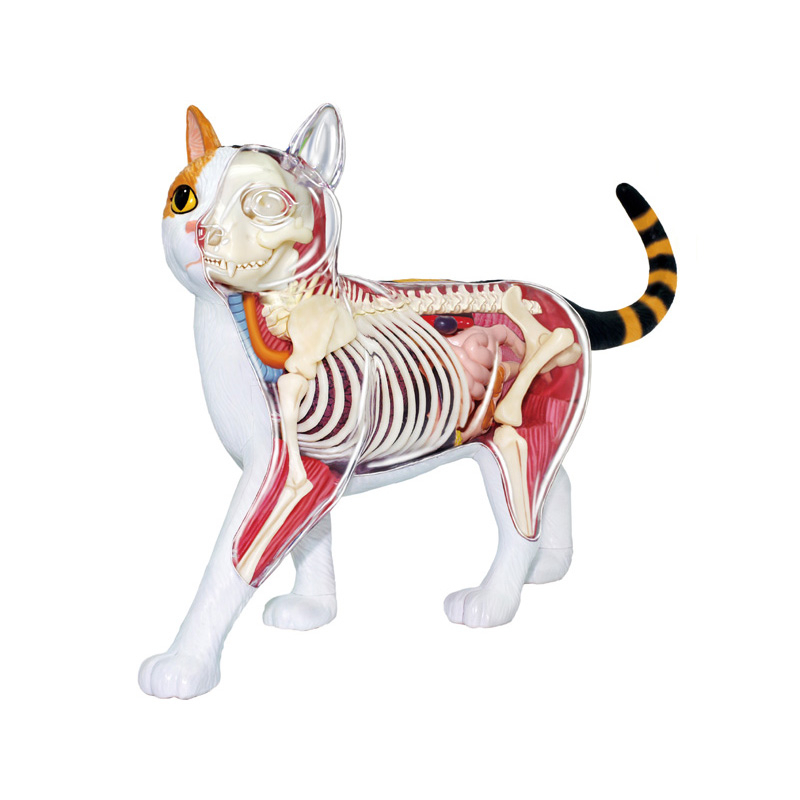 4D MASTER 猫の解剖模型 約25cm 4D MASTER 猫の解剖模型 約25cm 生き物・恐竜