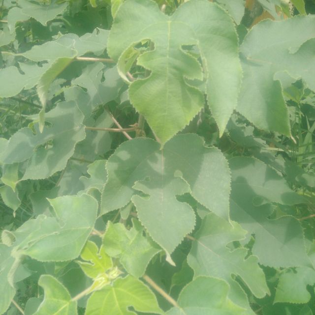 構樹，鹿仔樹，楮樹，鈔票樹新鮮枝葉一台斤60元買五斤送一斤 | 蝦皮購物