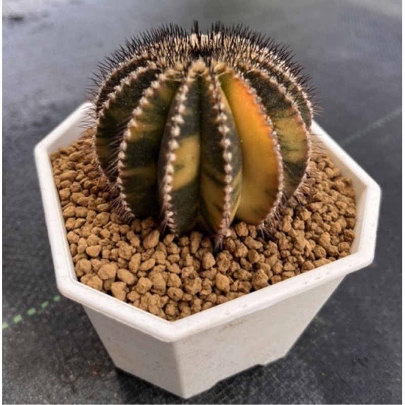 櫛極丸錦｜稀有 ｜🌵 | 蝦皮購物