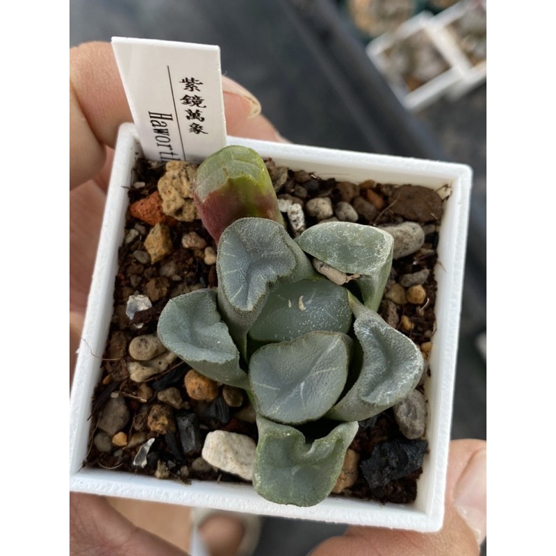 Haworthia #ハオルチア#萬象#紫鏡萬象| 蝦皮購物