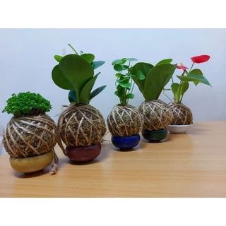 《植植想買》網美小苔球、苔玉、麻繩、水苔球、龜背芋球、陽台、觀葉、室內植物、辦公室植栽、觀音蓮