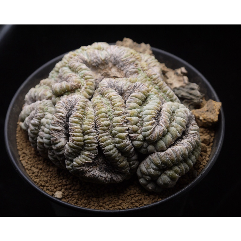 植陽光房~ 烏羽玉屬銀冠玉綴化Lophophora fricii cristata 原養定