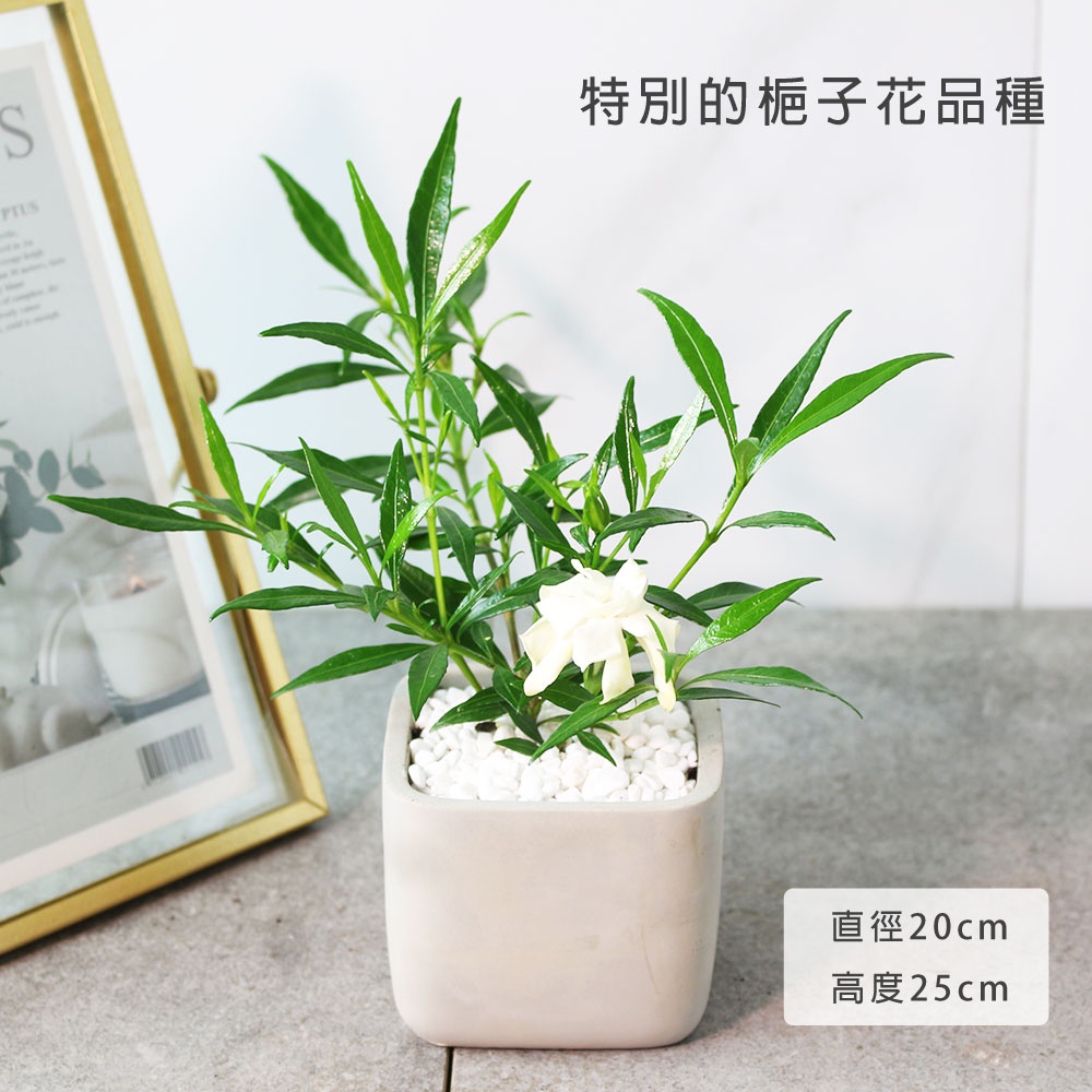 狹葉梔子花｜無農藥｜細葉梔子花｜水梔子｜花有香氣｜陽光植物