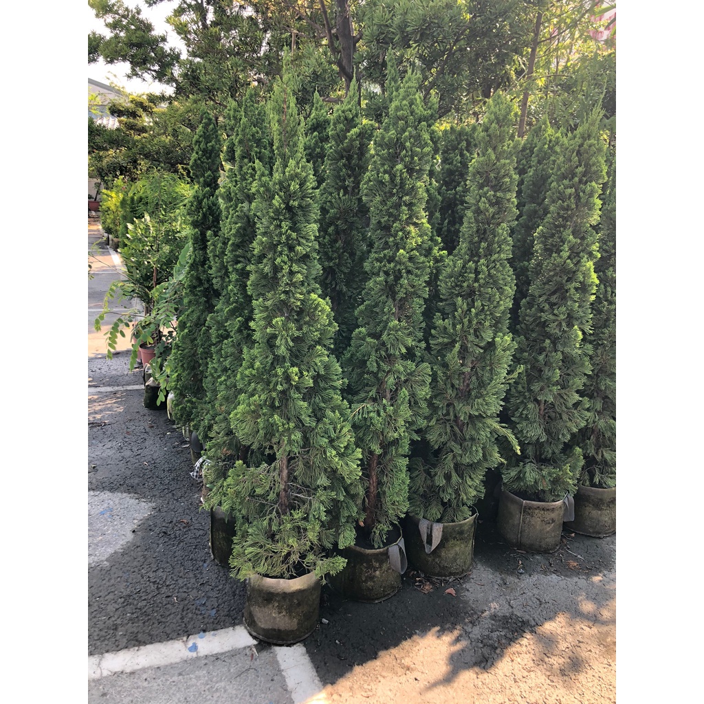 花花世界-庭園造景植物 *龍柏*-繞龍柏-螺絲柏/高約6尺/ 限量出售/MA*無法超取* | 蝦皮購物