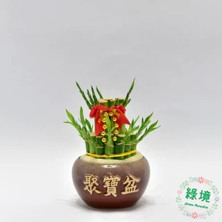 快速出貨 開運竹 盆栽 小品 招財植物 兩層 水耕植物 過年 送禮 步步高升 幸運竹 富貴竹