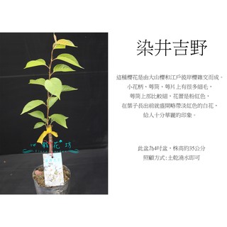 花井- 優惠推薦- 2026年7月| 蝦皮購物台灣