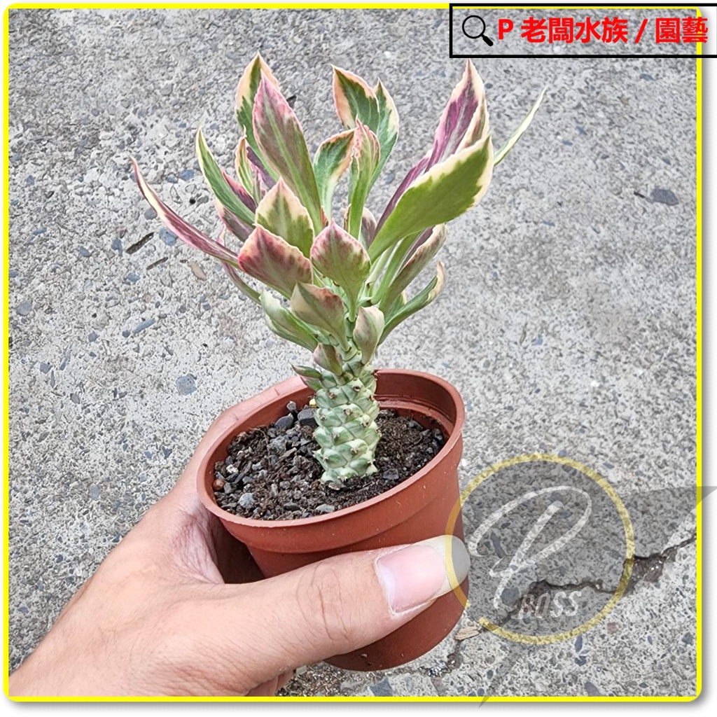 P老闆園藝~翡翠閣錦 蒼龍錦 仙人掌 多肉 3吋盆 | 蝦皮購物