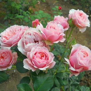 R4.10.26 花 (薔薇 ５) - agedor.ma