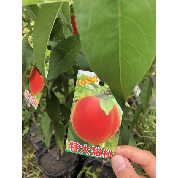 [農夫世家]熱帶水蜜桃嫁接苗🍑 平地種植 特大水蜜桃 紅玉 甜桃 蟠桃 豐香 鶯歌桃 黃金蜜桃 紅鈴 早生水蜜桃 果樹苗 | 蝦皮購物