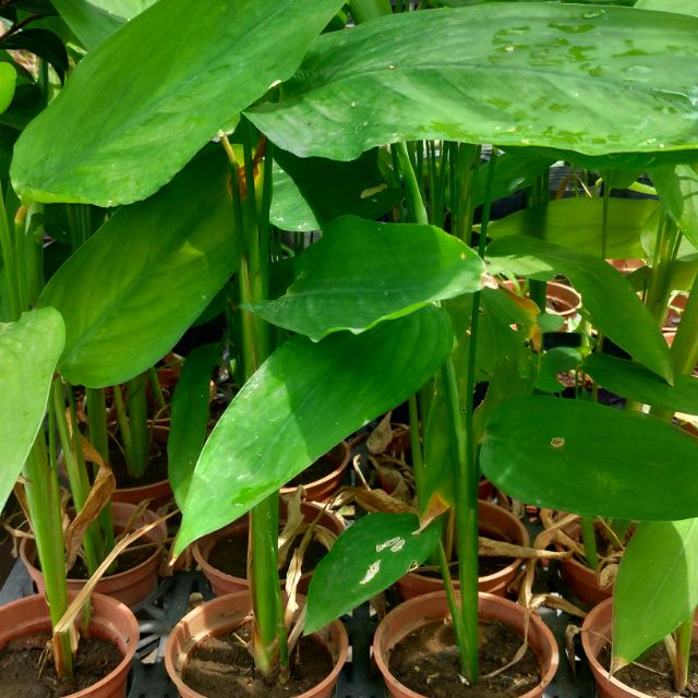葛鬱金苗(又名粉薯/竹竽快根產季10～12月) | 蝦皮購物