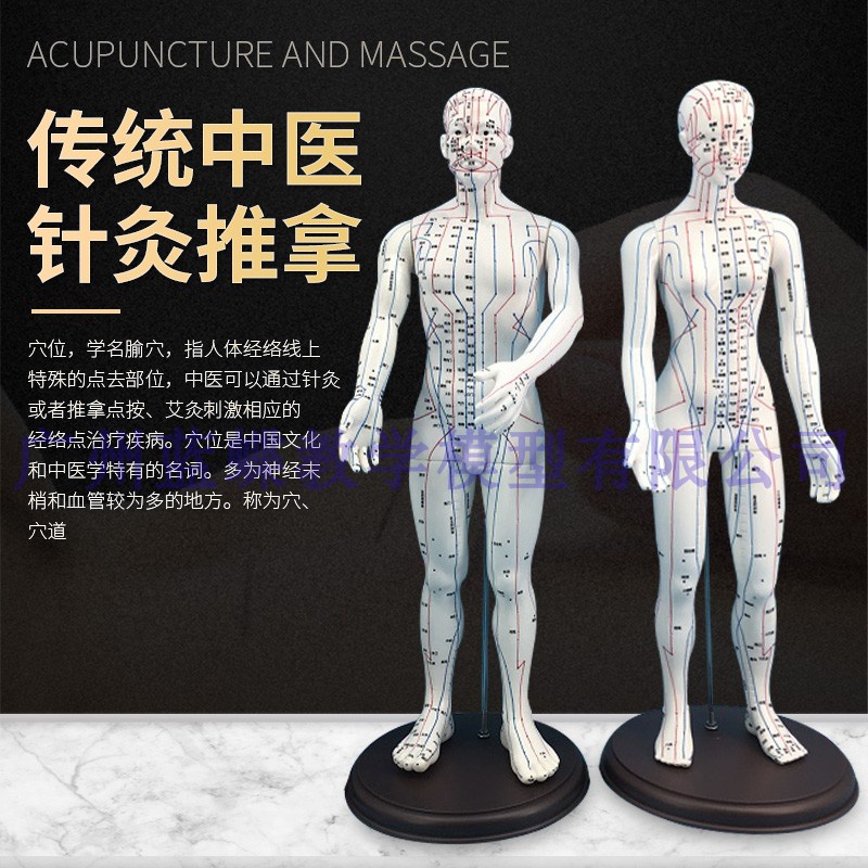 新品 針灸経穴奇穴人体模型 BODY MODEＬ 6０ｃｍ 残りわずか - 健康と医学