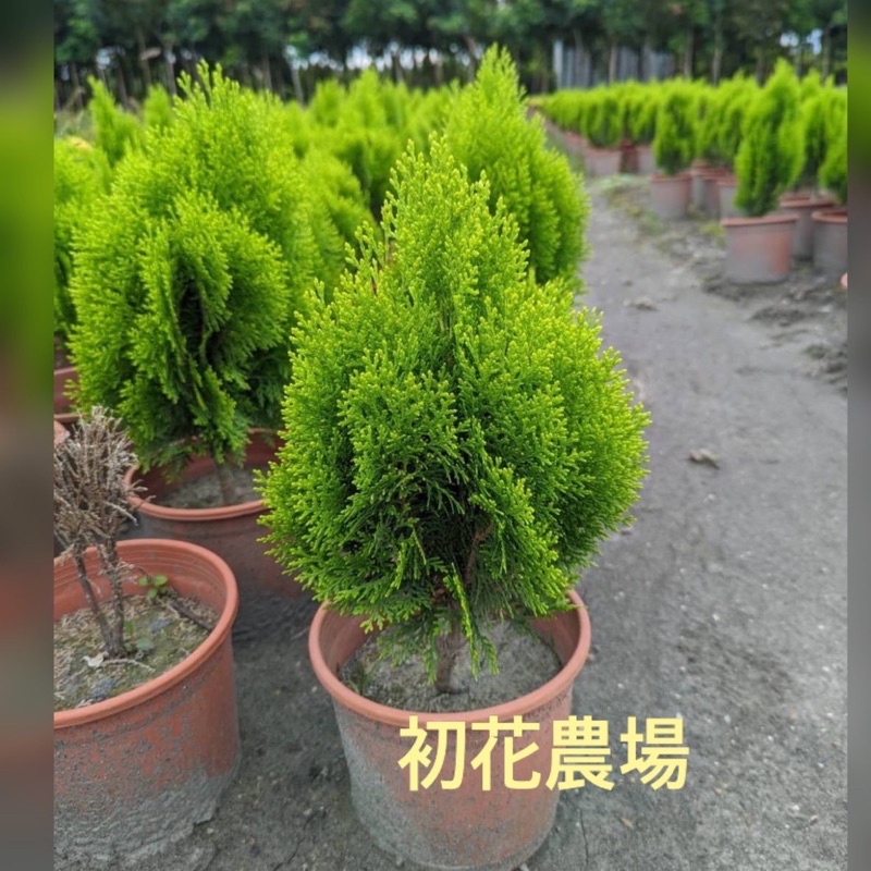 初花農場|黃金扁柏、銀柏、龍柏、翠柏、檀香柏、藍柏|林木植物|6吋盆|全日照|柏樹超取一箱限定2棵 | 蝦皮購物