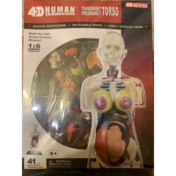 4D master 4D human 人體模型 組合模型-孕婦組合 | 蝦皮購物