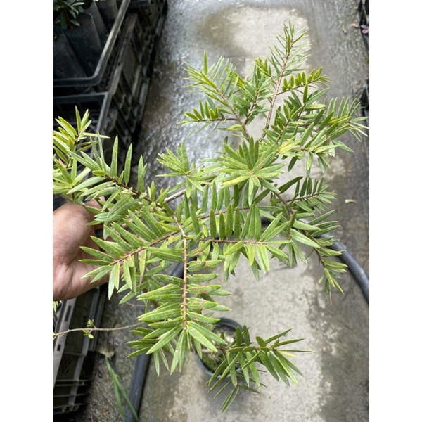 霏霏園藝臺灣油杉一棵特價250元原價300元 | 蝦皮購物