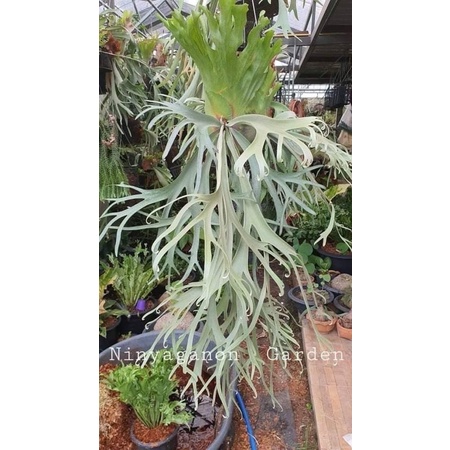 銀鳳凰孢子苗sliver phoenix spore | 蝦皮購物