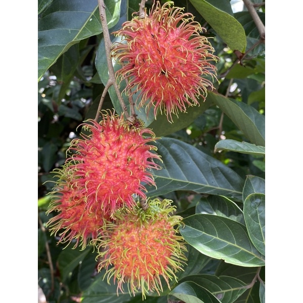 水果苗/紅毛丹(實生苗)--又名毛荔枝~酸甜可口/4.5吋盆/高約80公分左右 | 蝦皮購物