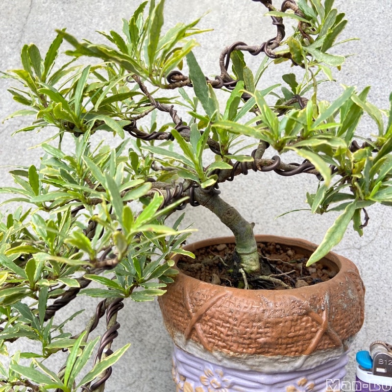 漫步庭院】斑葉玉堂春（喜代譽）·小品盆栽｜植栽｜盆景| 蝦皮購物