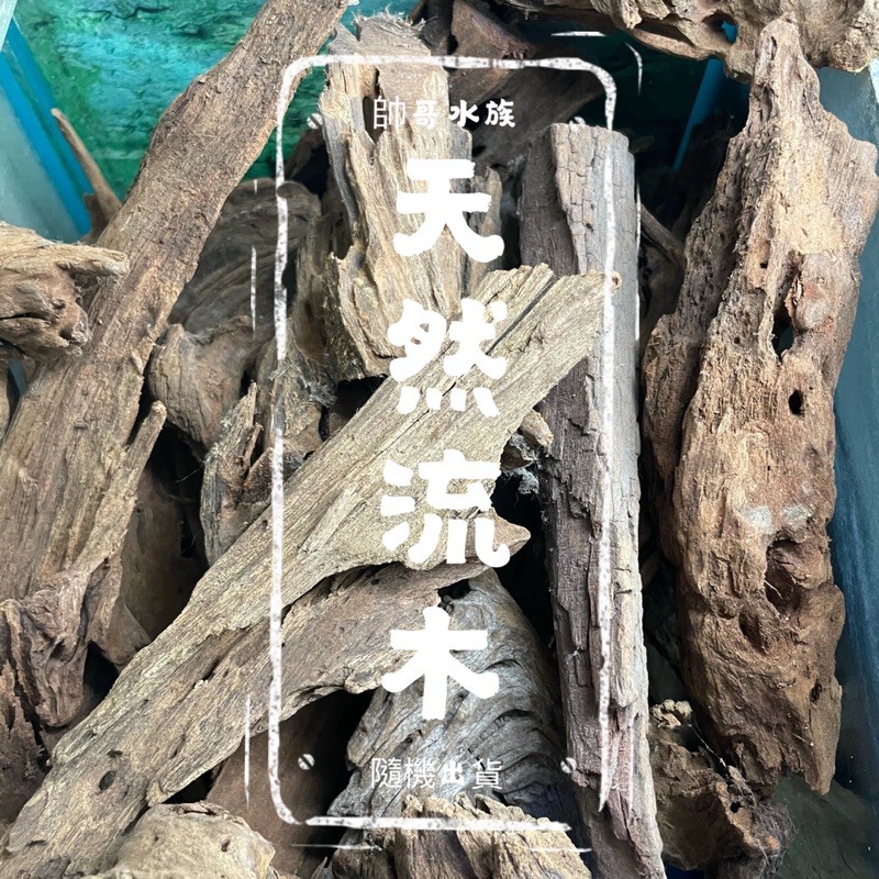 帥哥水族【天然流木】木材造景裝飾昆蟲爬蟲水草異形躲藏擺飾(長10~25CM