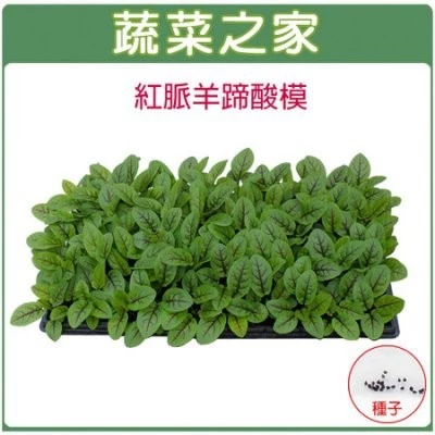 蔬菜之家 紅脈羊蹄酸模種子 紅脈酸模種子