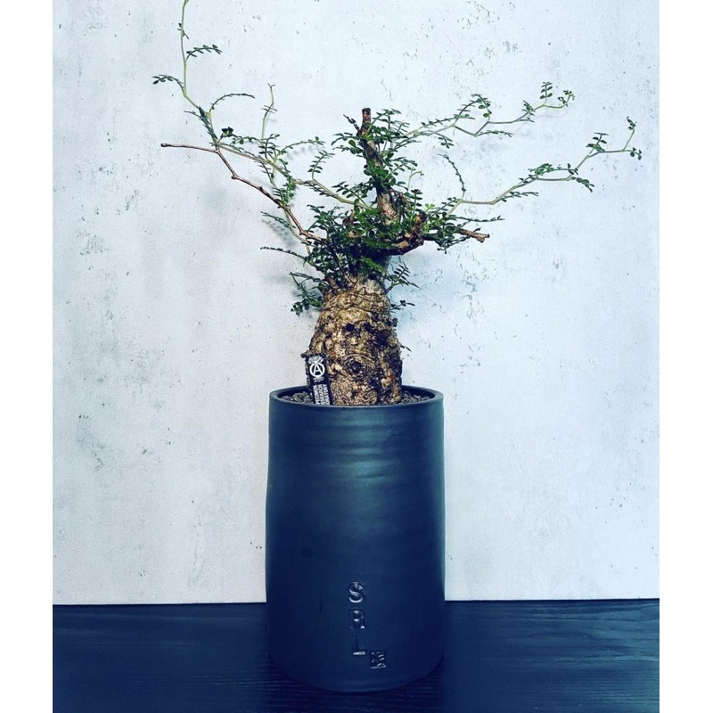 2021SS NEIGHBORHOOD SRL.DEN /CE-PLANT POT L / XL大鉢現貨在店| 蝦皮購物