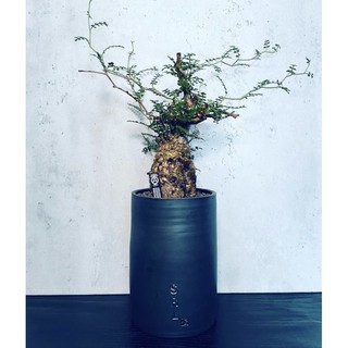 完売 NEIGHBORHOOD 渋谷店限定 SRL POT PLANT N/OH × 花瓶 - iris-group.sg