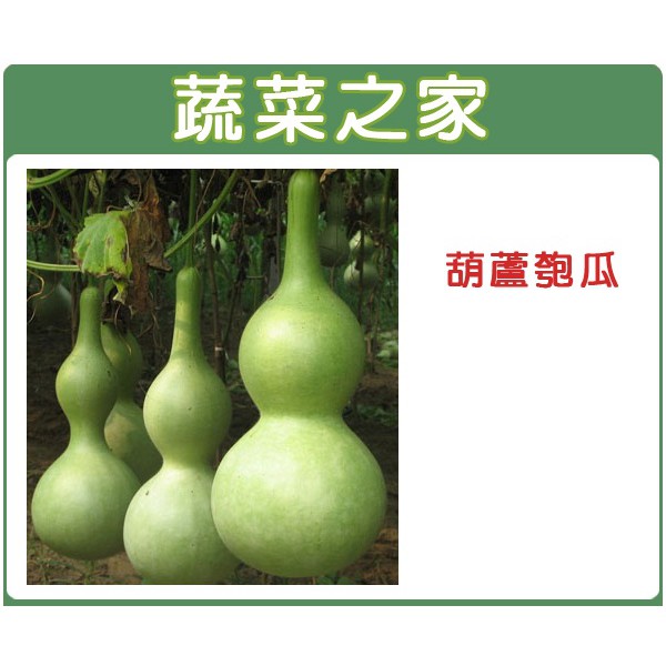 蔬菜之家滿額免運【00G32】大包裝.葫蘆匏瓜種子12克(約75顆)蒲瓜 匏仔 | 蝦皮購物