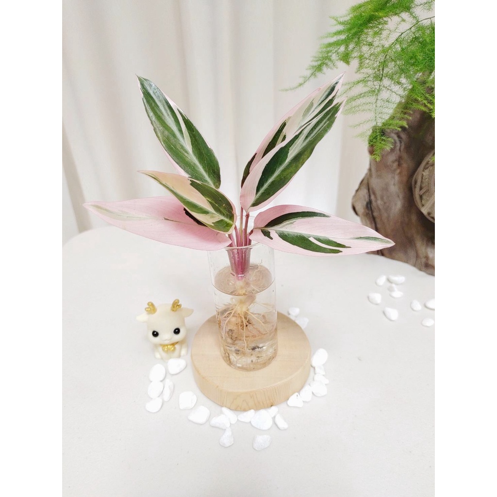 《Kamata🌈》☘️彩虹竹竽☘️水耕植物 盆栽 觀葉植物 懶人盆栽 土培 室內植物~另售「裸株」 | 蝦皮購物